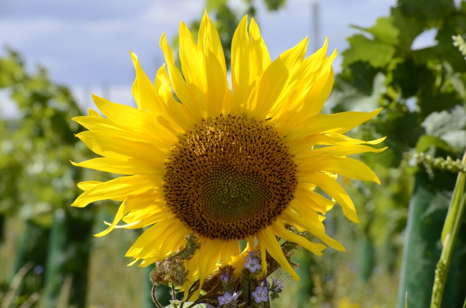 Yellow nature summer
