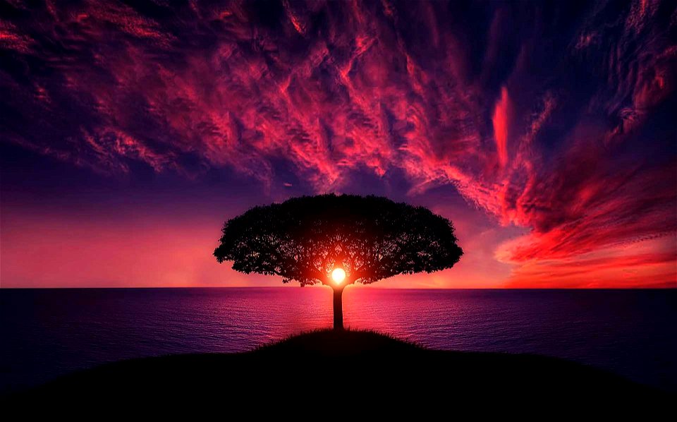 Tree Sunset photo