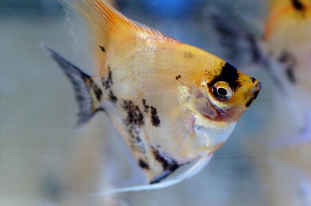 Fish tropical freshwater