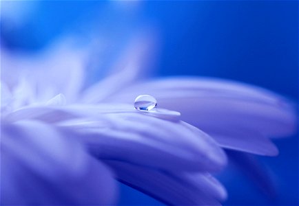 Water Drop Gerbera Flower photo