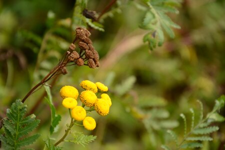 Flowers meadow plants photo