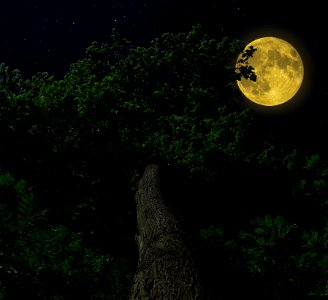 Tree Night Moon photo