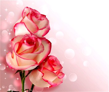 Rose Flower Background