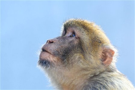 Barbary Macaque Ape