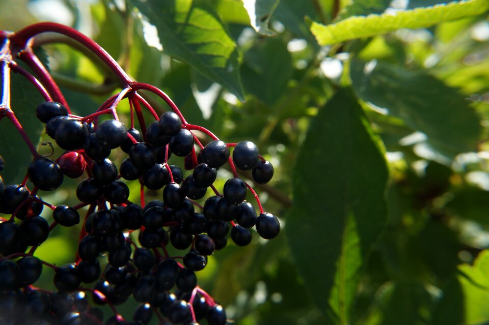 Food fruit healthy