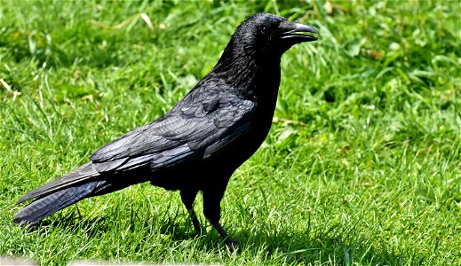 Crow Raven Bird photo