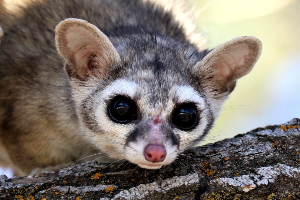 Ring Tailed Cat Animal