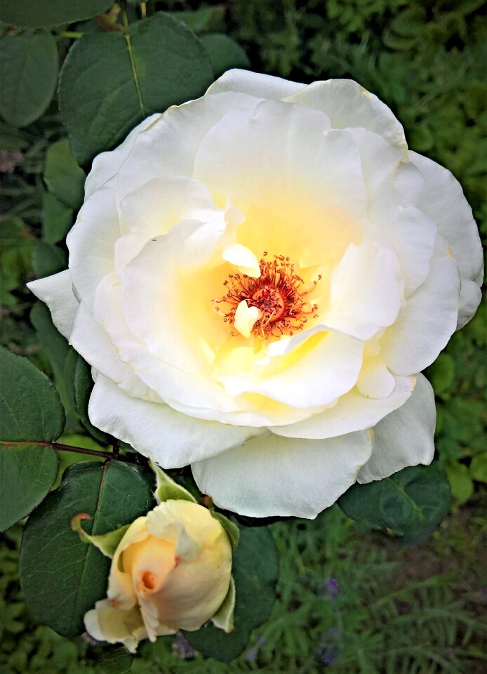 Rosenstock white flowers brown flower stamen