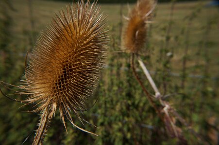 Dry flower nature photo