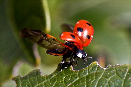 Ladybug Insect