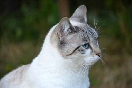 Pussy cloud feline animal