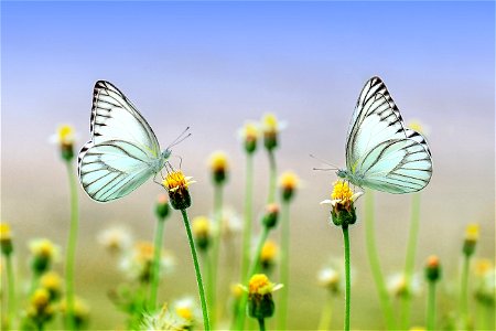 Butterfly Insect