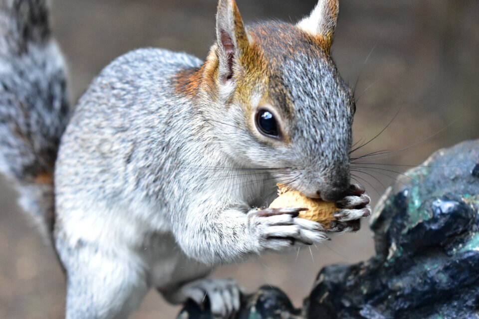 Cute nature small
