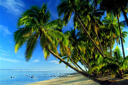 Beach Palm Trees photo