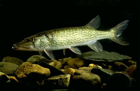 Chain Pickeral Fish