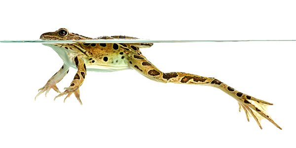 Northern Leopard Frog Animal