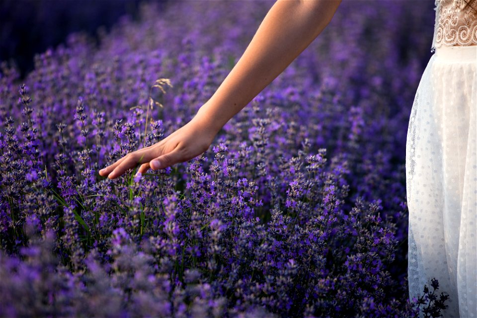 Lavender Flower Hand photo