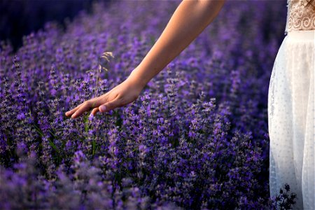Lavender Flower Hand