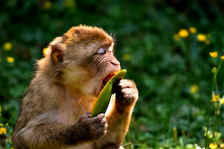 Barbary Macaque Ape Monkey photo