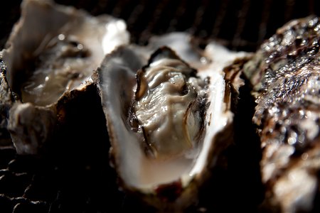 Oyster Food