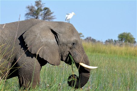 Elephant Bird Animal
