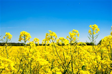 Canola Flower Field Sky