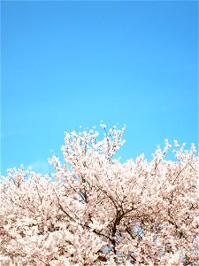 Cherry Blossoms Sky
