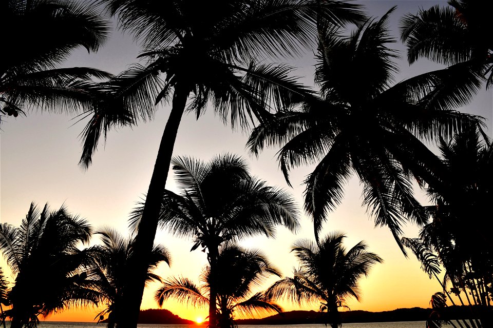 Sunset Palm Trees photo