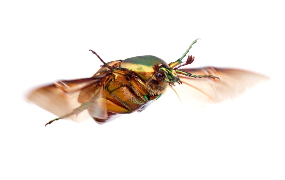 Green June Beetle Insect