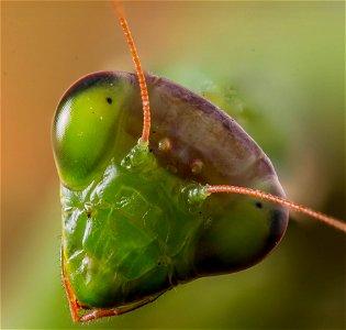 Mantis Insect photo