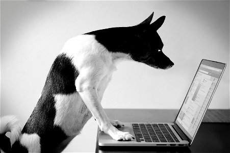 Dog Animal Laptop Computer photo