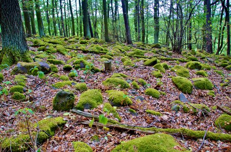 Covered moss mystic