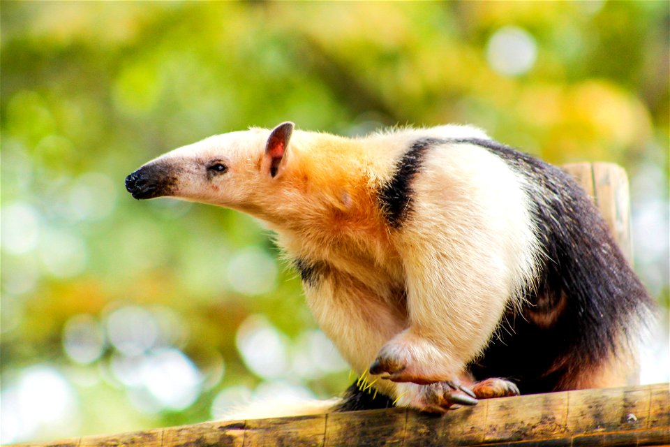 Southern Tamandua Animal