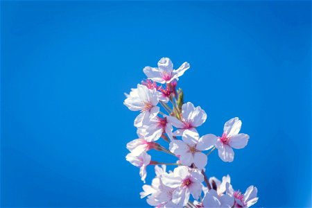 Cherry Blossoms Flower