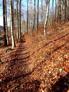 Away leaves winter