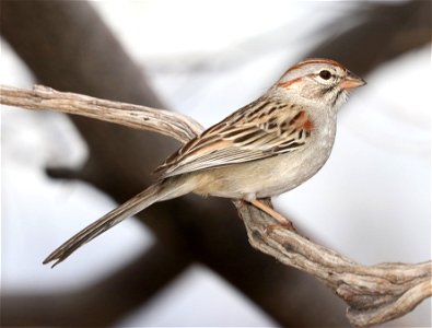 Rufous Winged Sparrow Bird