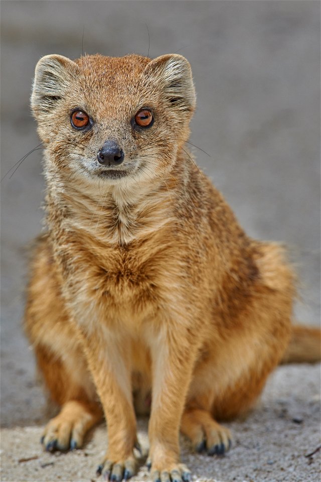 Yellow Mongoose Animal