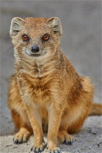 Yellow Mongoose Animal