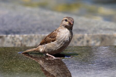 Bird animal water