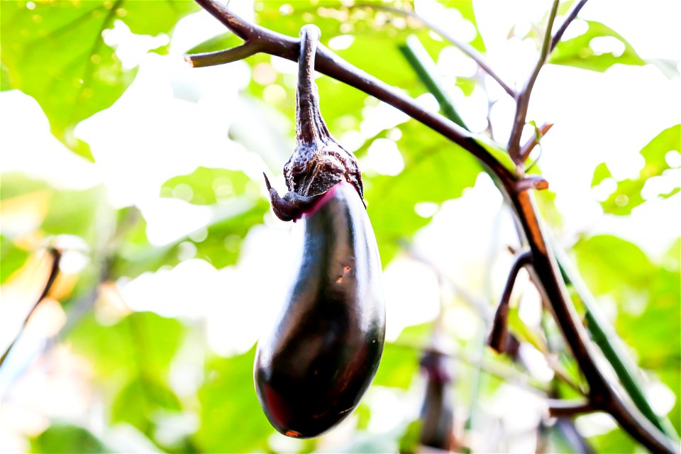 Eggplant Vegetable Food