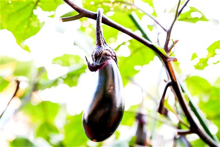 Eggplant Vegetable Food