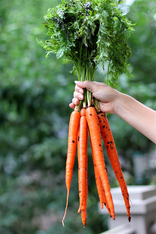 Carrots Vegetable Food Harvest