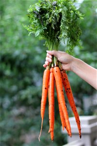 Carrots Vegetable Food Harvest photo