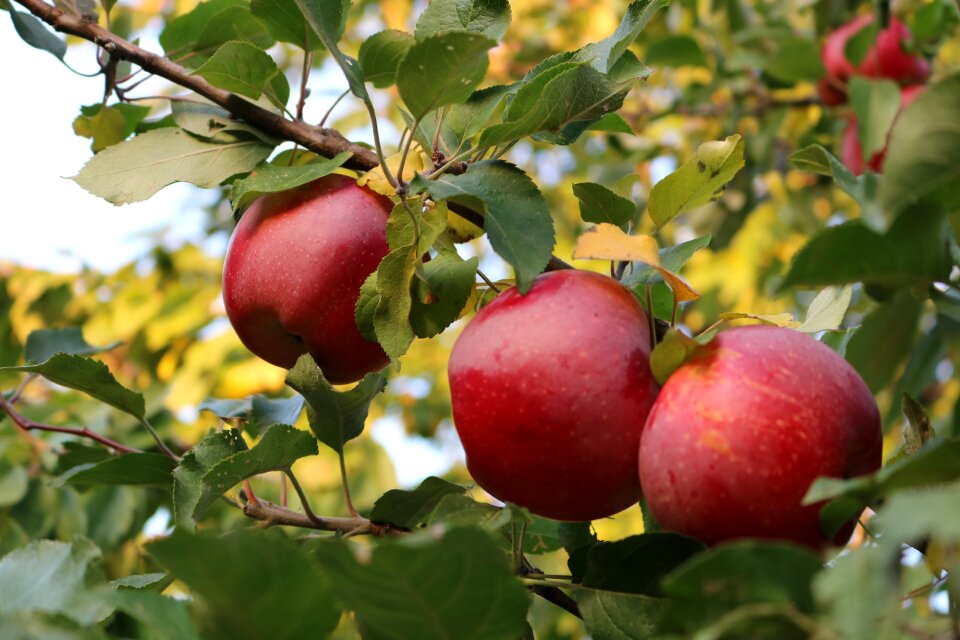 Trees vitamins in the fall of