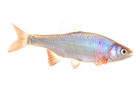 Red Shiner Fish