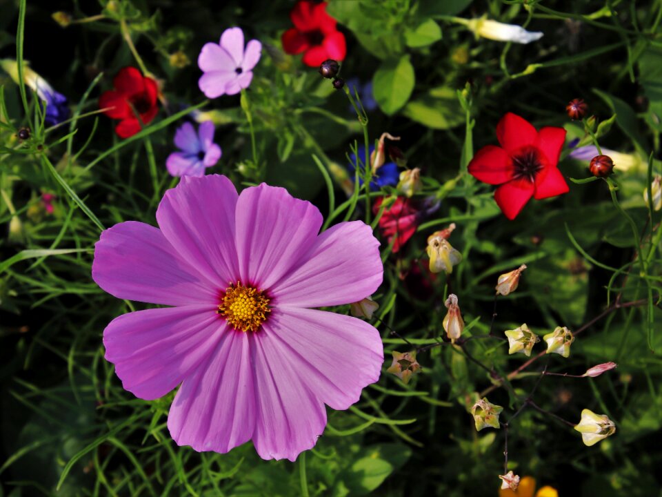 Meadow plant summer