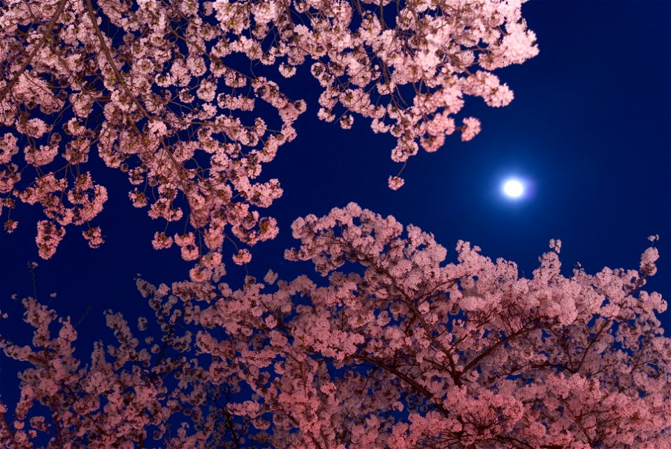 Cherry Blossoms Night Moon