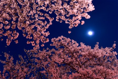 Cherry Blossoms Night Moon