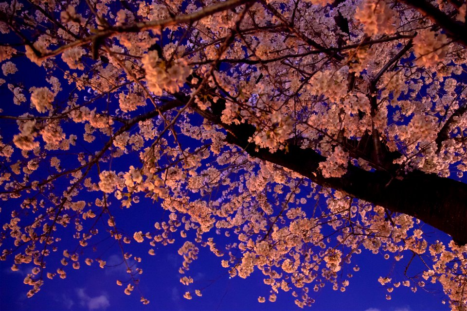 Cherry Blossoms Night