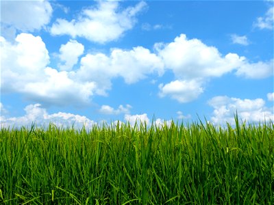 Rice Field